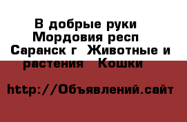 В добрые руки - Мордовия респ., Саранск г. Животные и растения » Кошки   